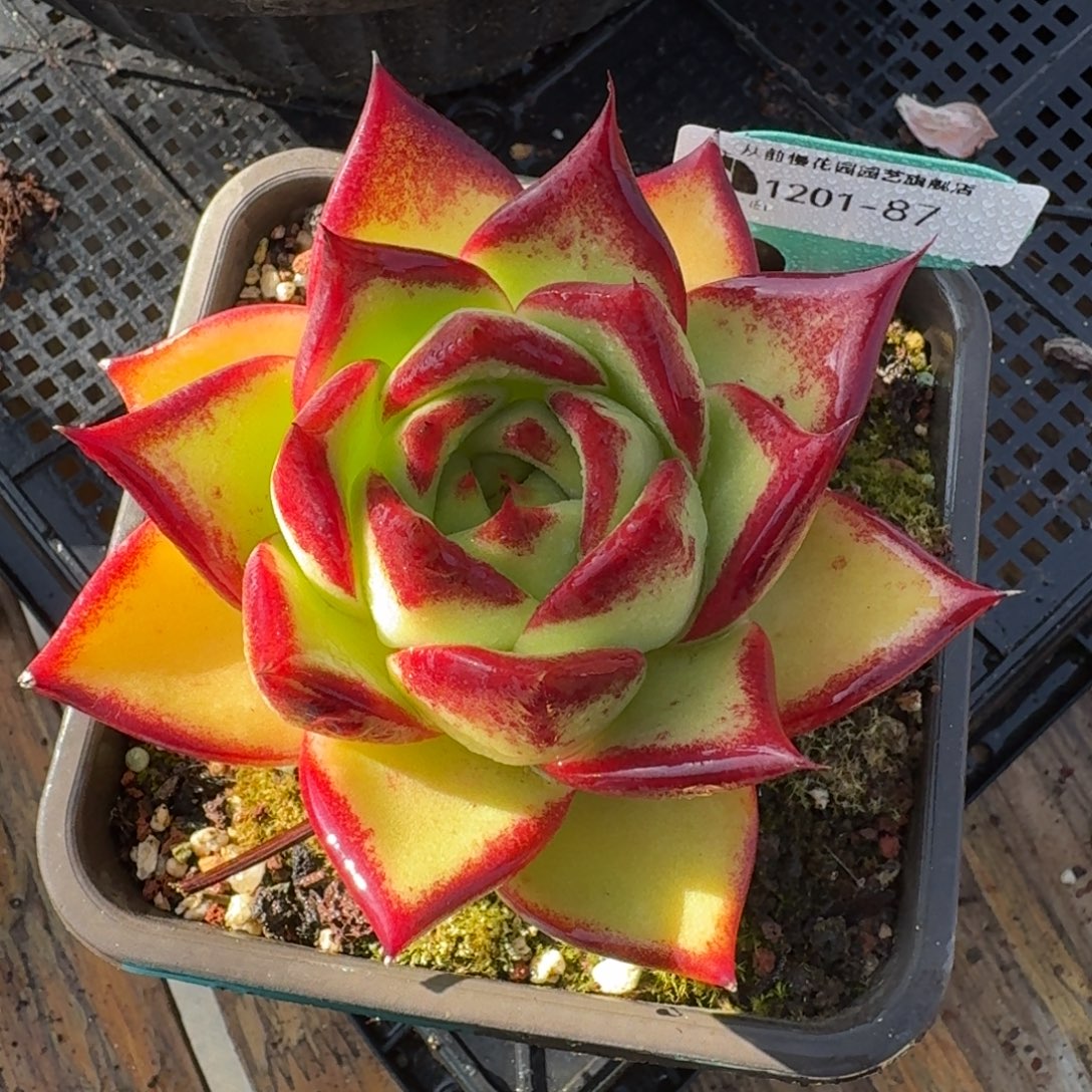 从前慢多肉精选编号1201.87