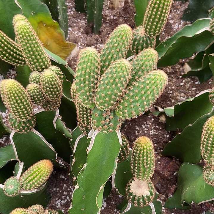 a***i仙人球工程师欧若拉嫁接两个