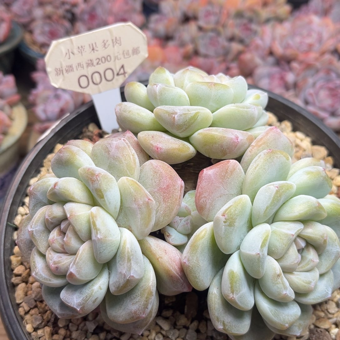 冰玉004/13cm3头多肉