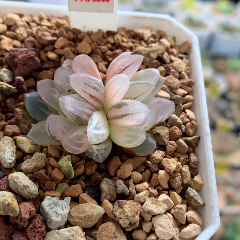 【闪购商品】326霓虹灯变异