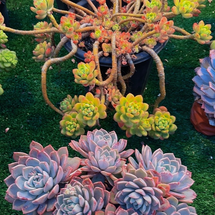 抱*红粉佳人1468