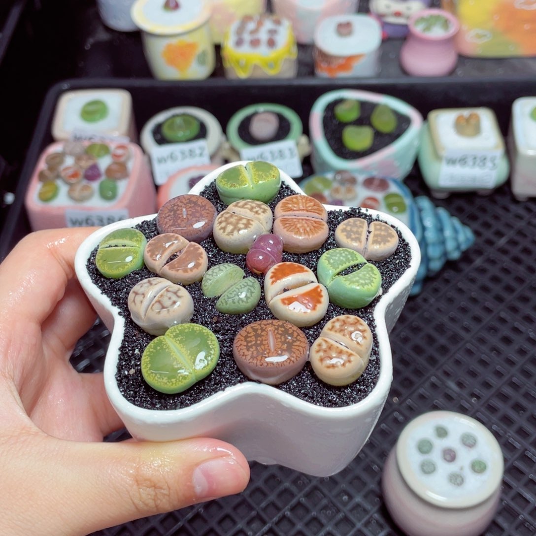 w6390 -零下地区拍保温箱-15支持寄养