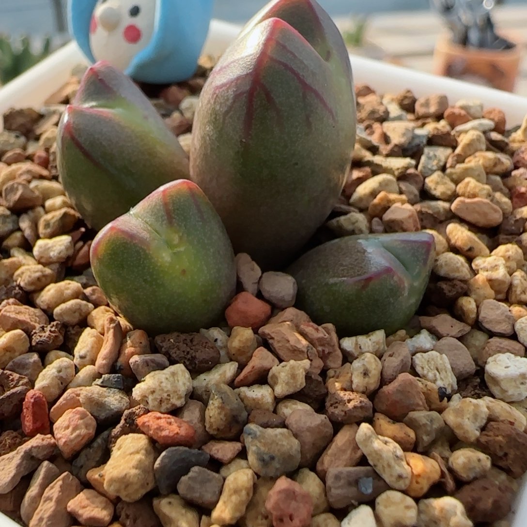 红嘴精品多肉将杂31号