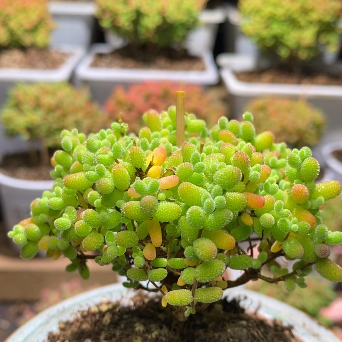 不带盆枝干番杏D373