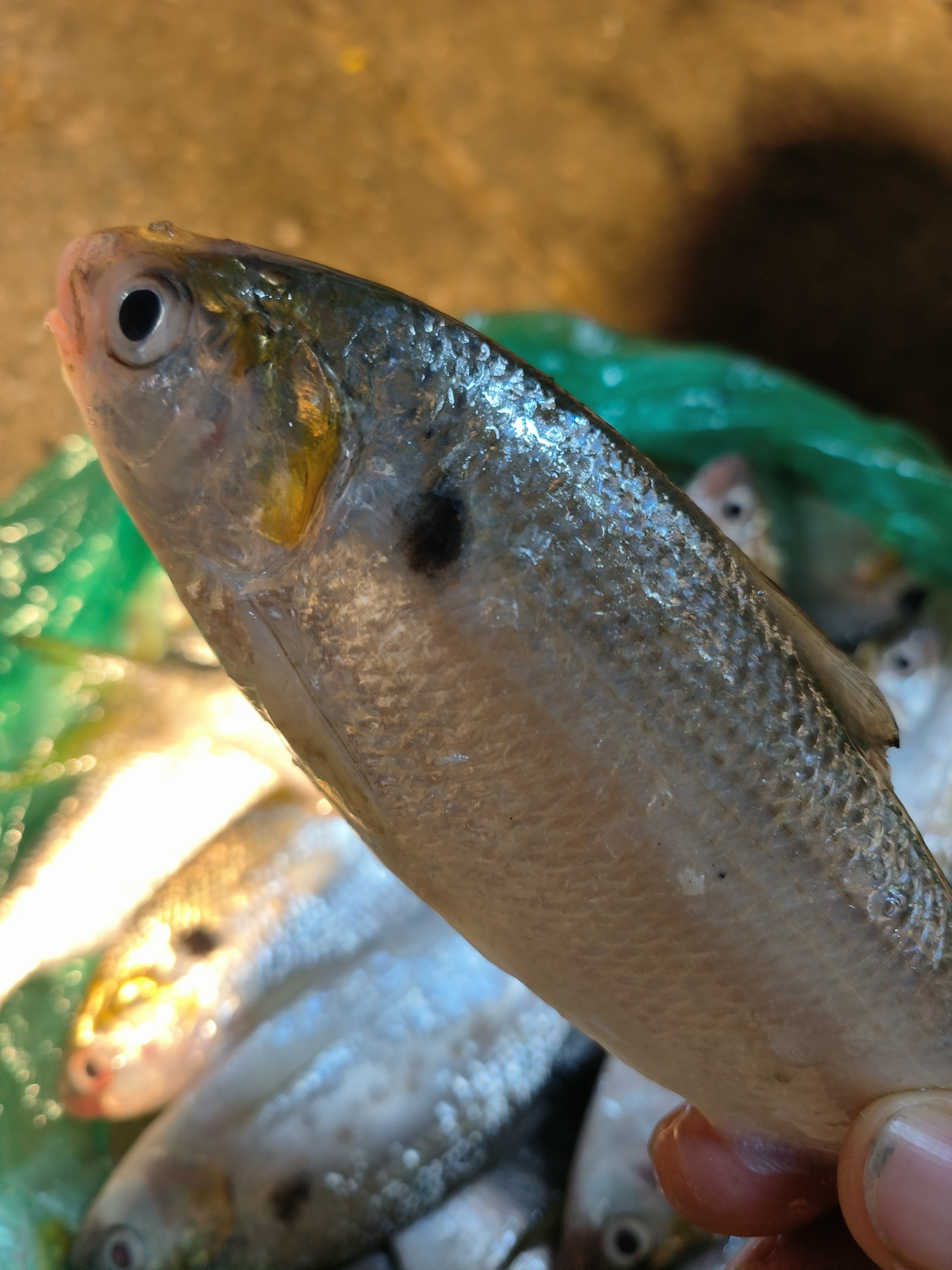 广东湛江黄鱼五斤新鲜海捕顺丰冷链包邮