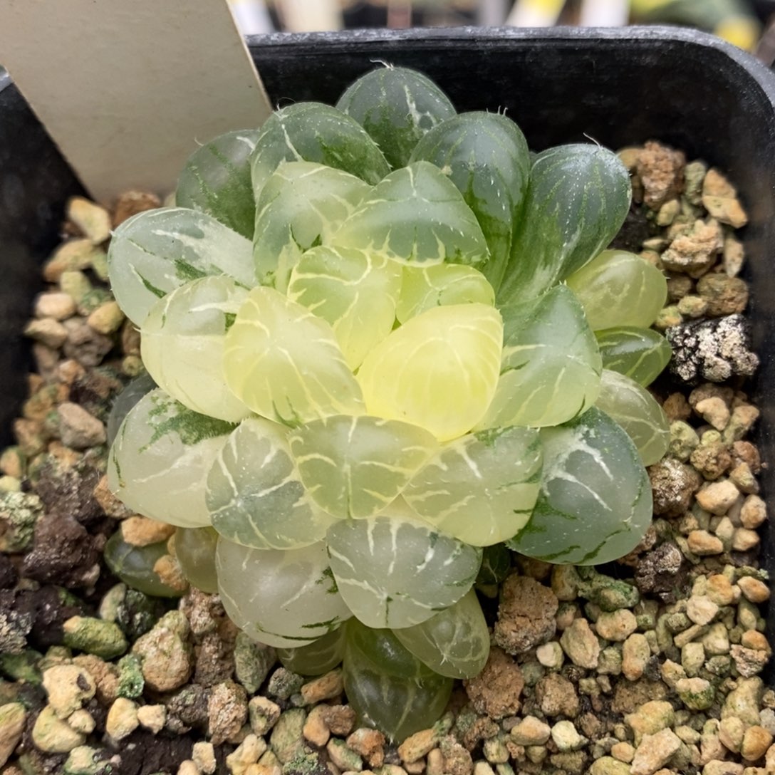 366号实生玉露锦带盆