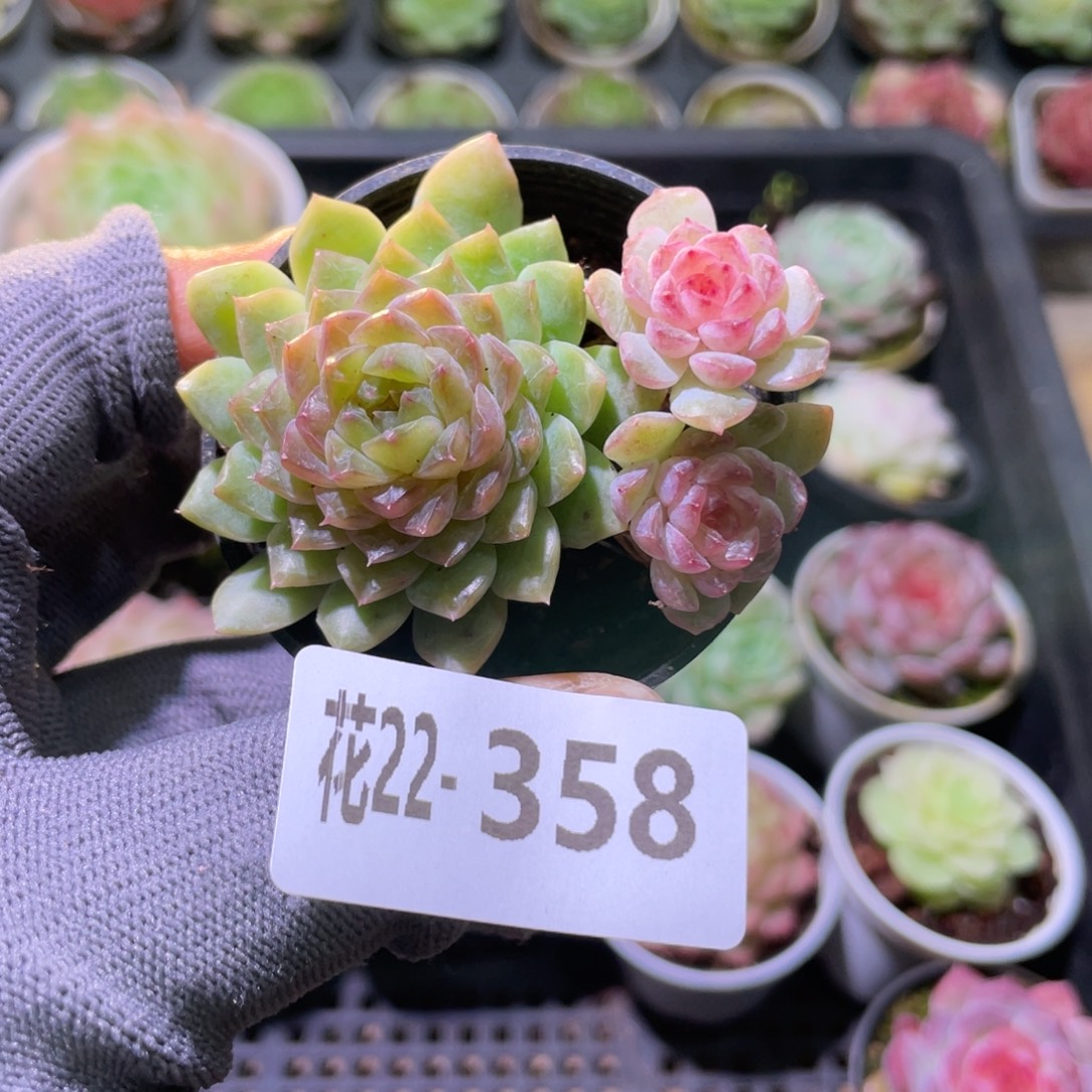 花利美22-358珍妮