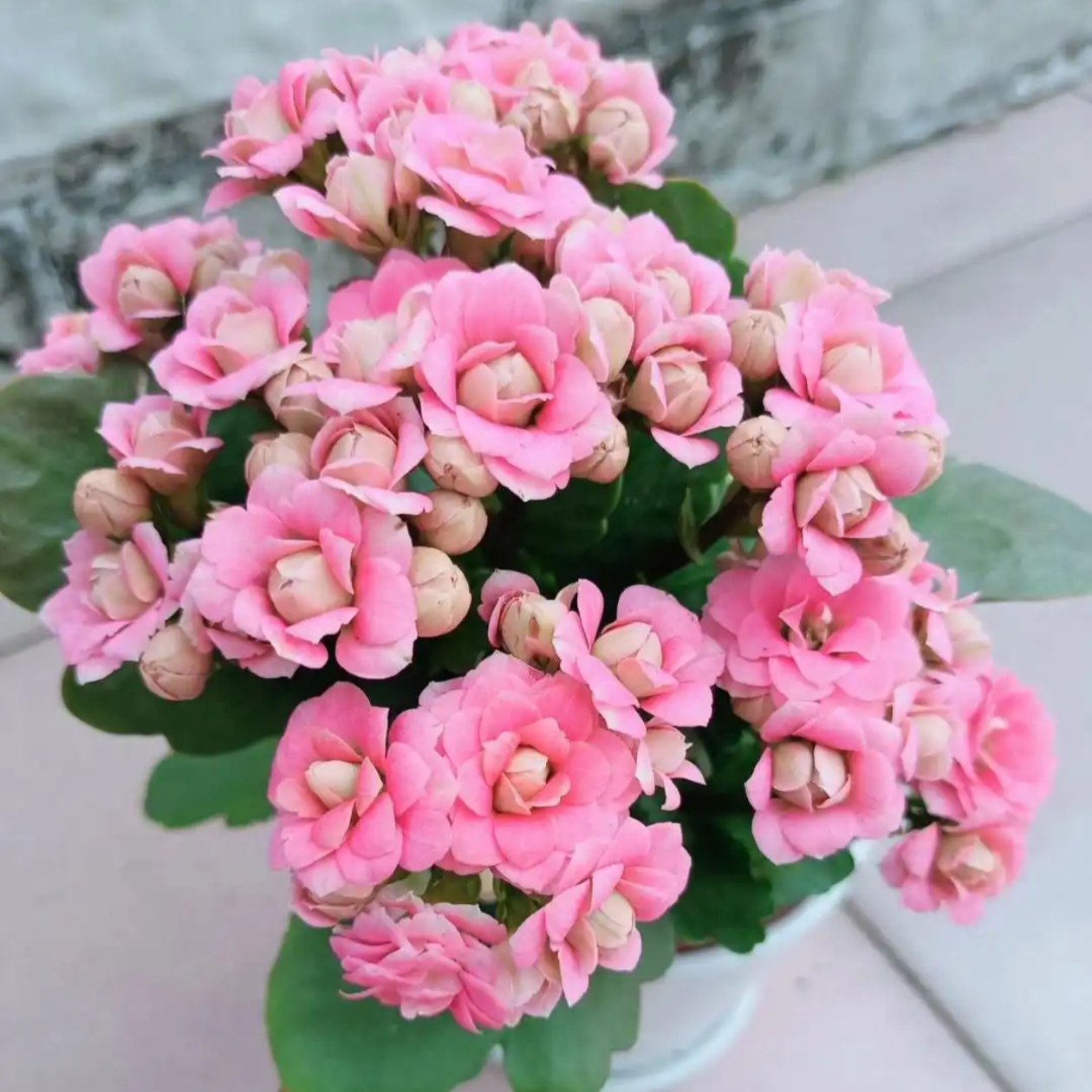 【克里蒂斯长寿花】大花四季开花颜色鲜艳多年生绿植适合家庭养殖