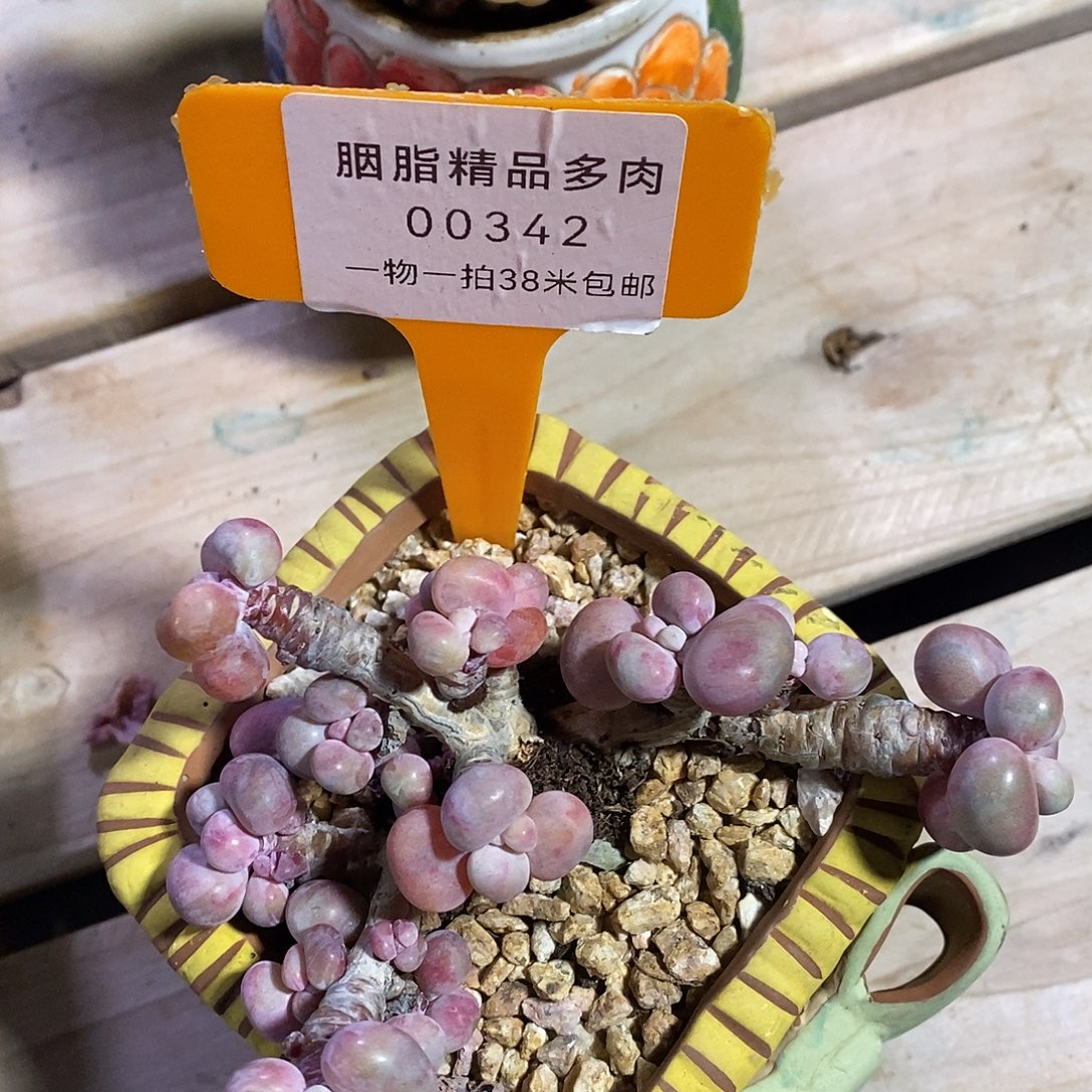 00342册进去嗯我咯哦哦