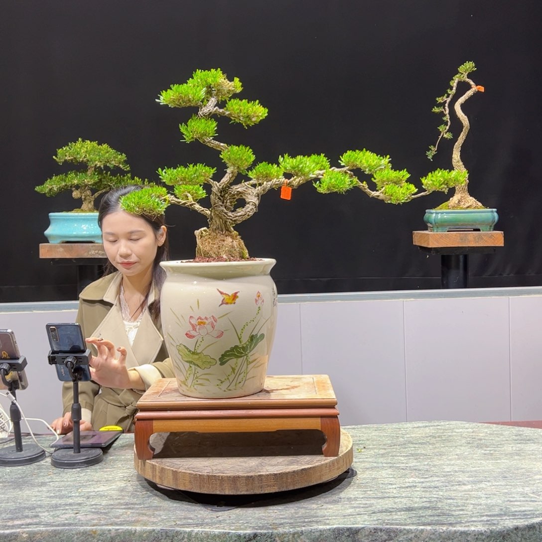 绿植黄杨盆景盆景