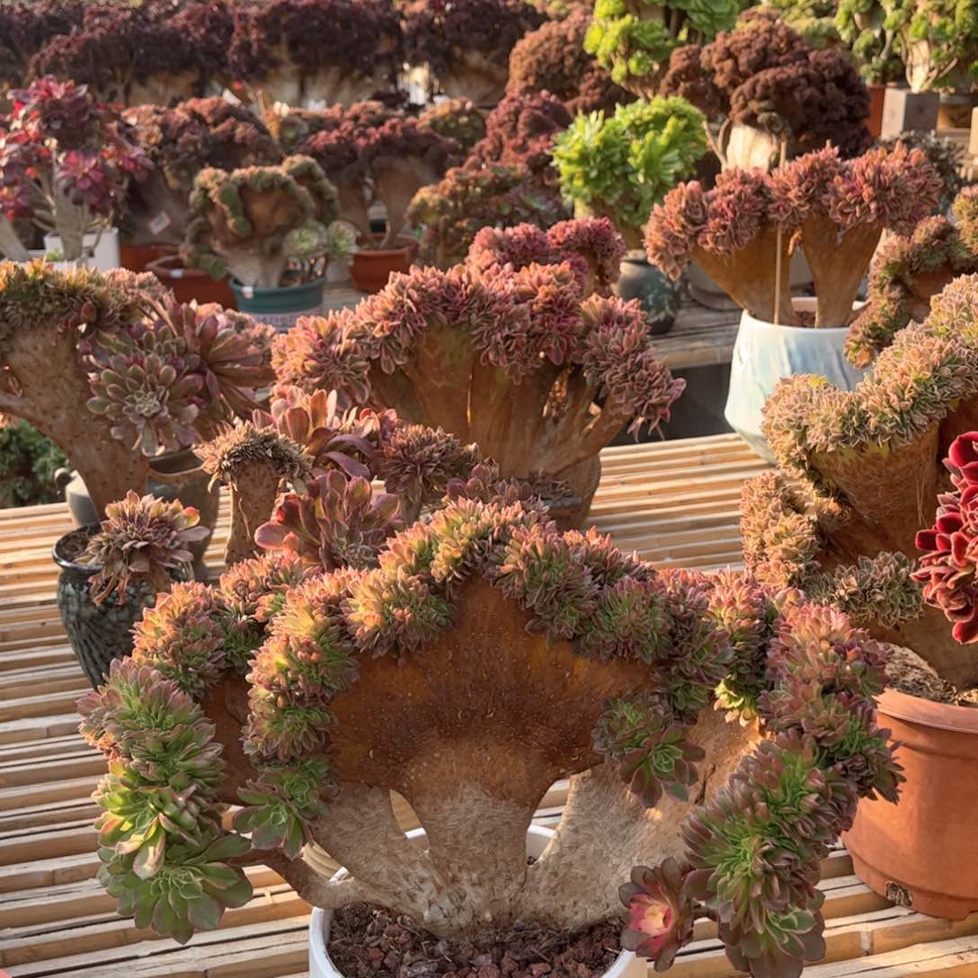 海王朵朵整版精品福利