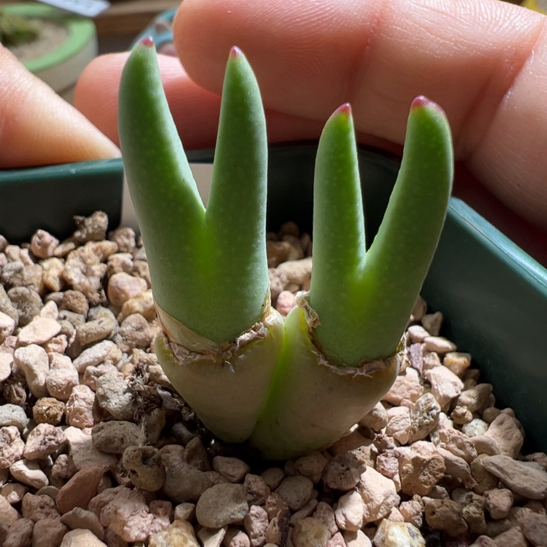 79。0136皮卡丘。优选细尖耳