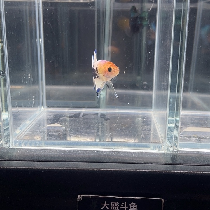 斗鱼听风观赏斗鱼