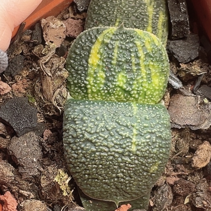 一物一拍竞拍福利拍