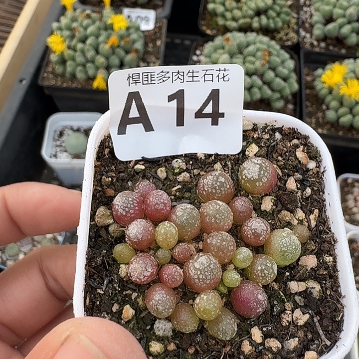 14多肉植物多肉植物