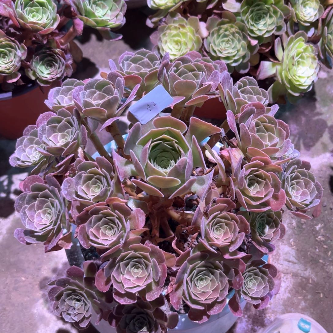 多肉植物荷兰玫瑰0042