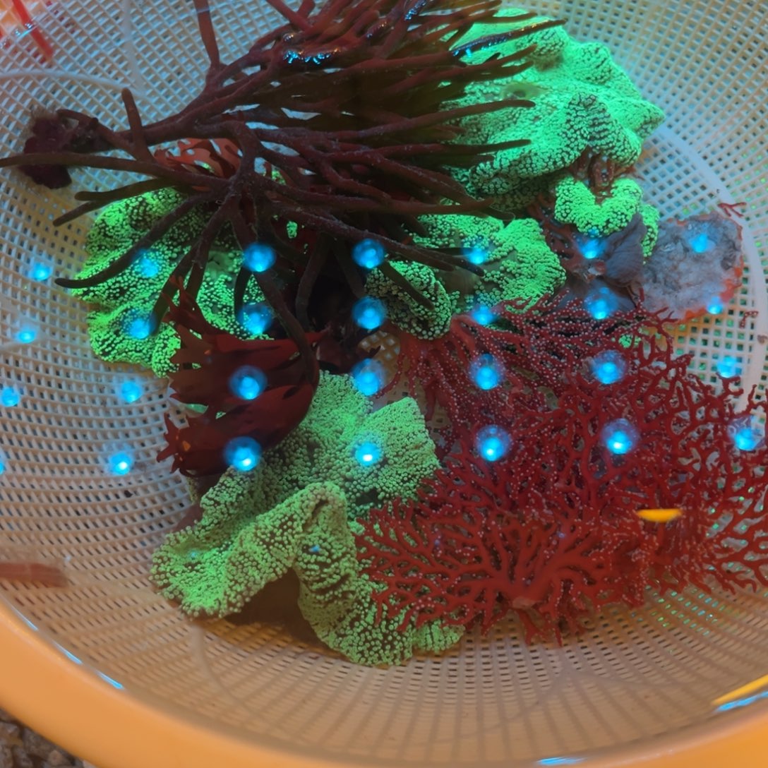 科***兽奶嘴海葵5薄荷11111