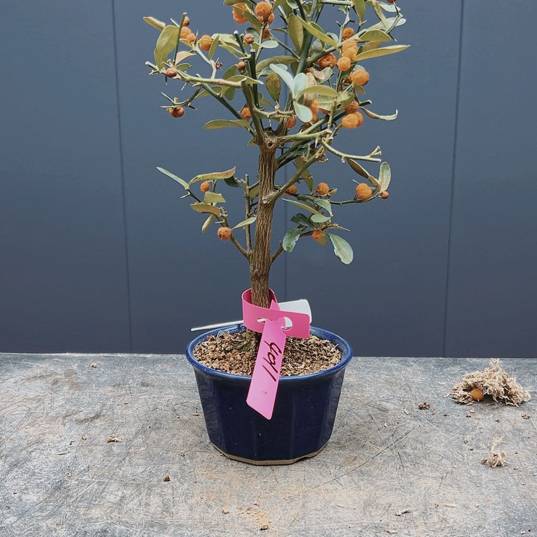 盆景皋月杜鹃品种4011用****8