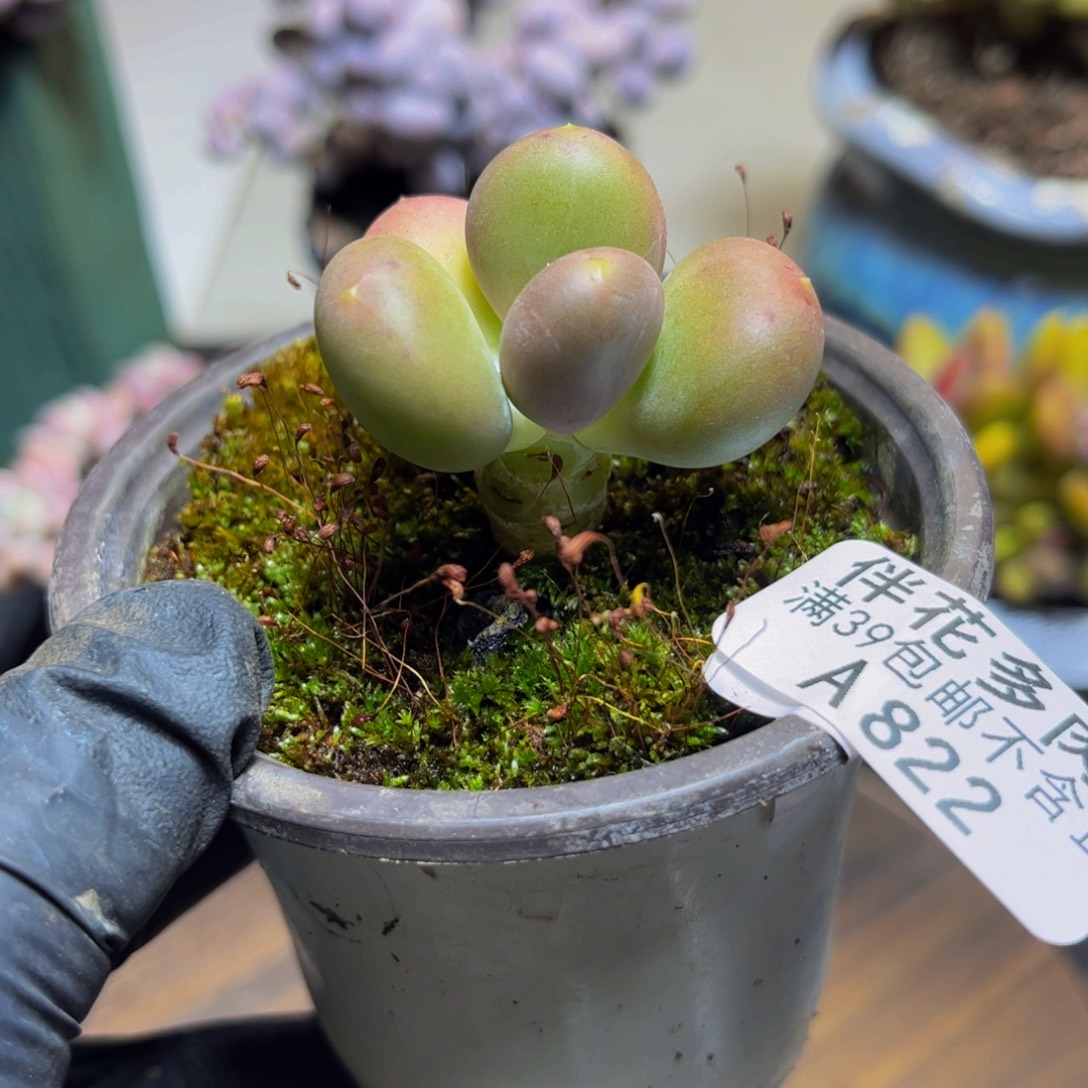 822芒果奶4.5厘米