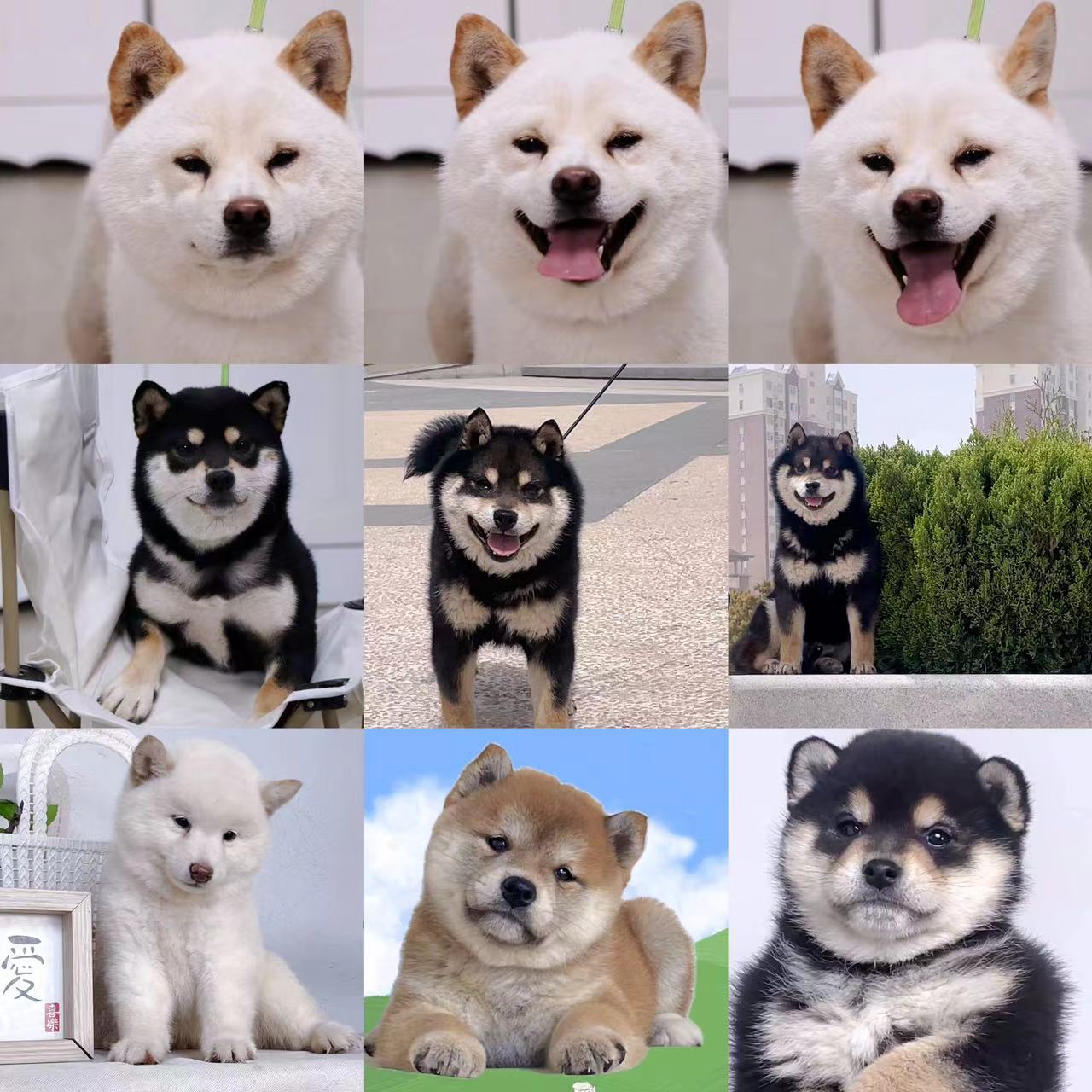 （柴筱院家）小狗狗活体