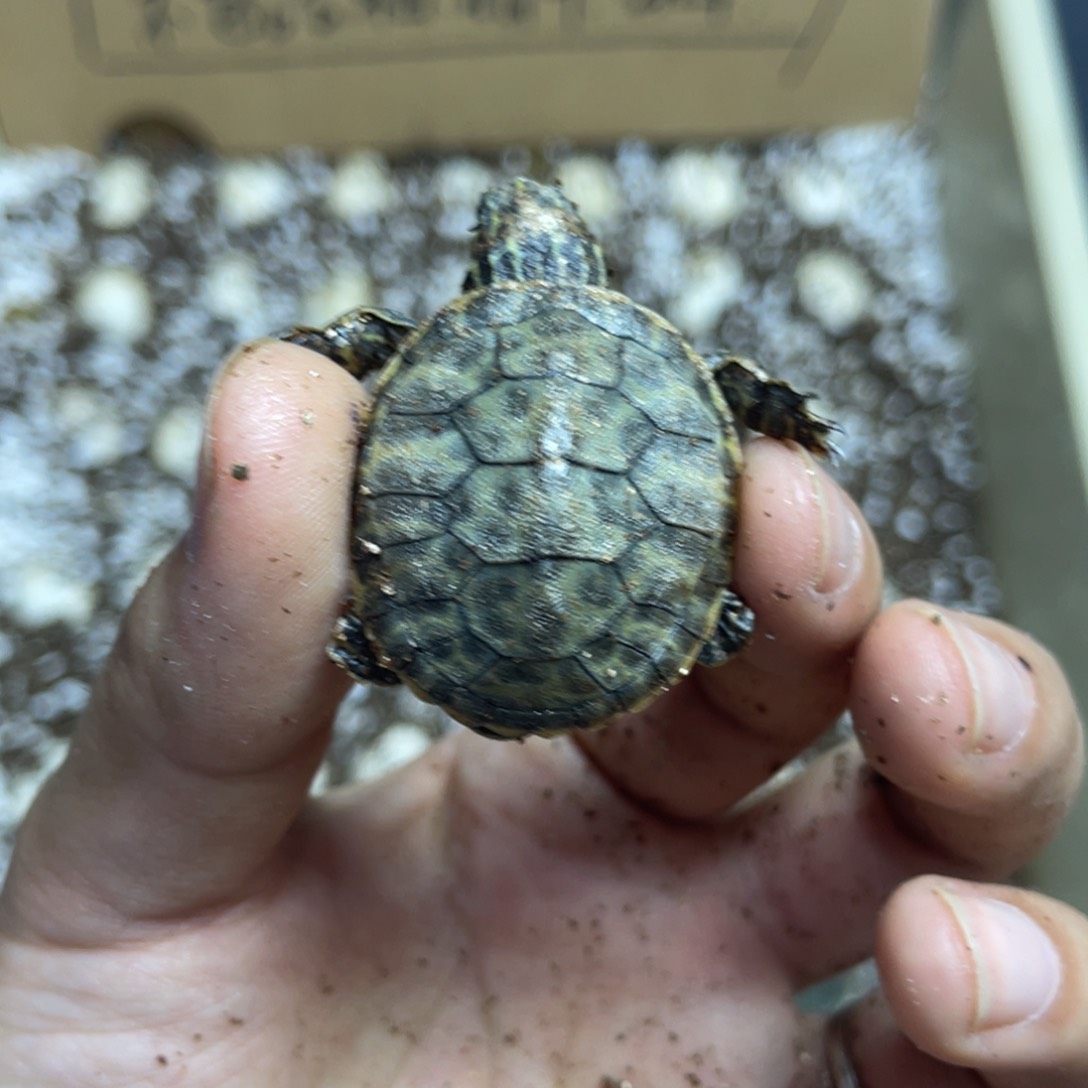 【闪购商品】火焰龟