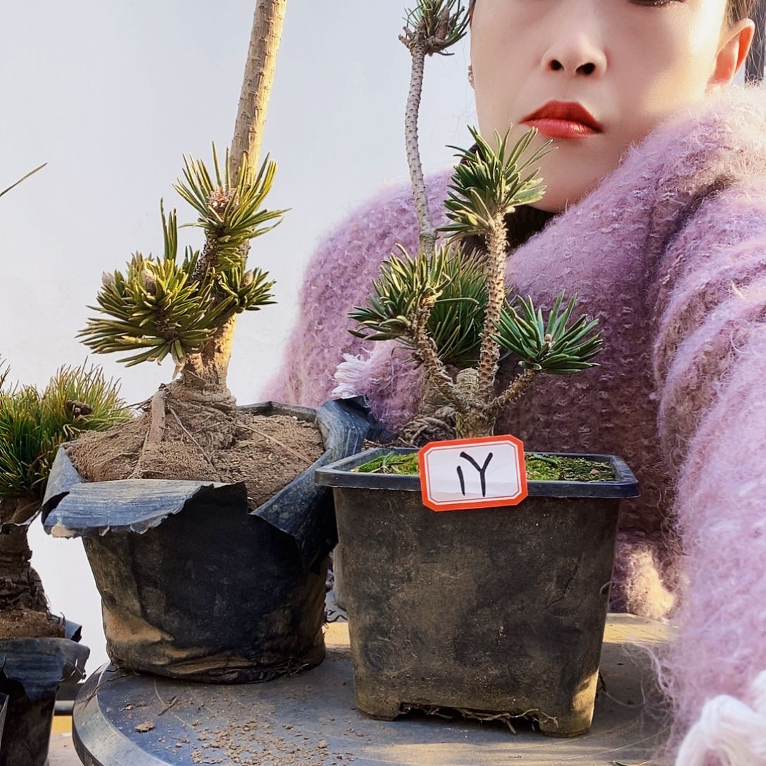 植物形态多年生草本