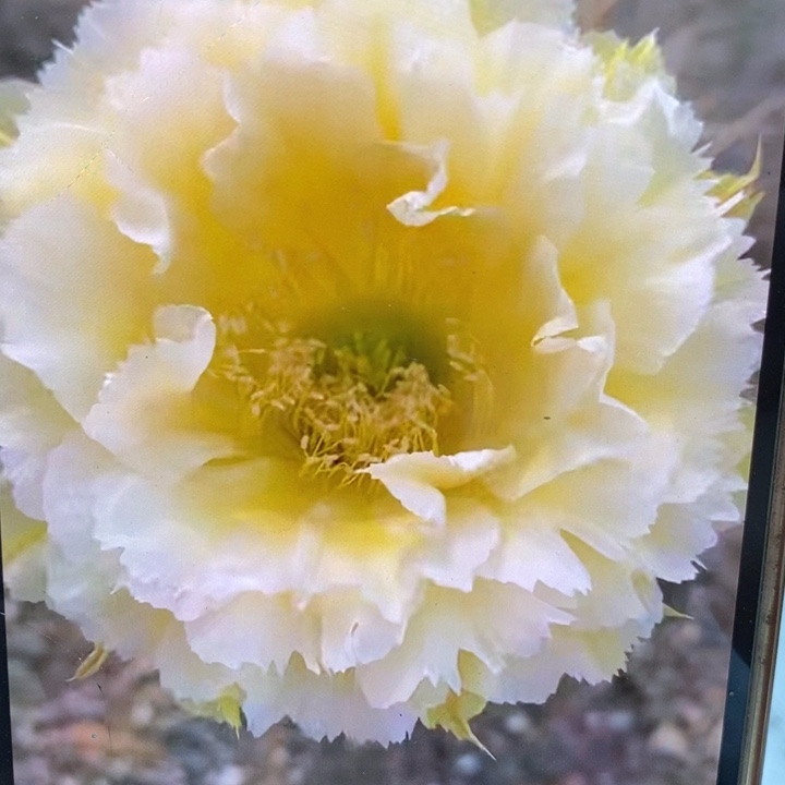 彩草黄牡丹8公分左右