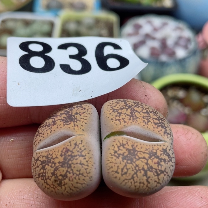 836赤阳玉母本l l