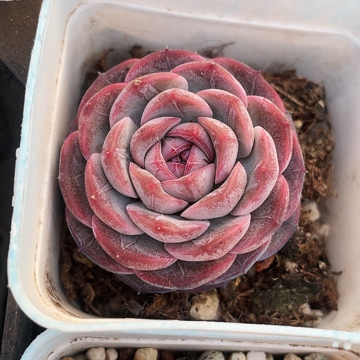 紫丁香18一盆8888888