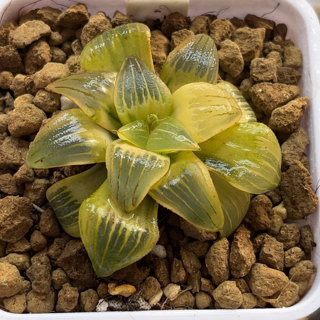 细***萤192糊斑红纹寿锦福利专场