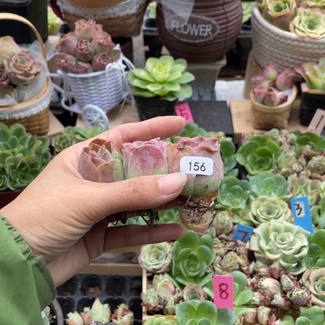 *****多肉植物山地玫瑰156三颗