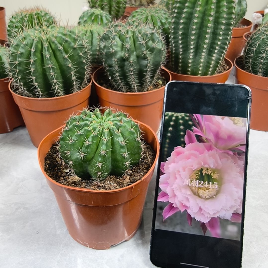 羽毛2415仙人球带盆发（5cm起）