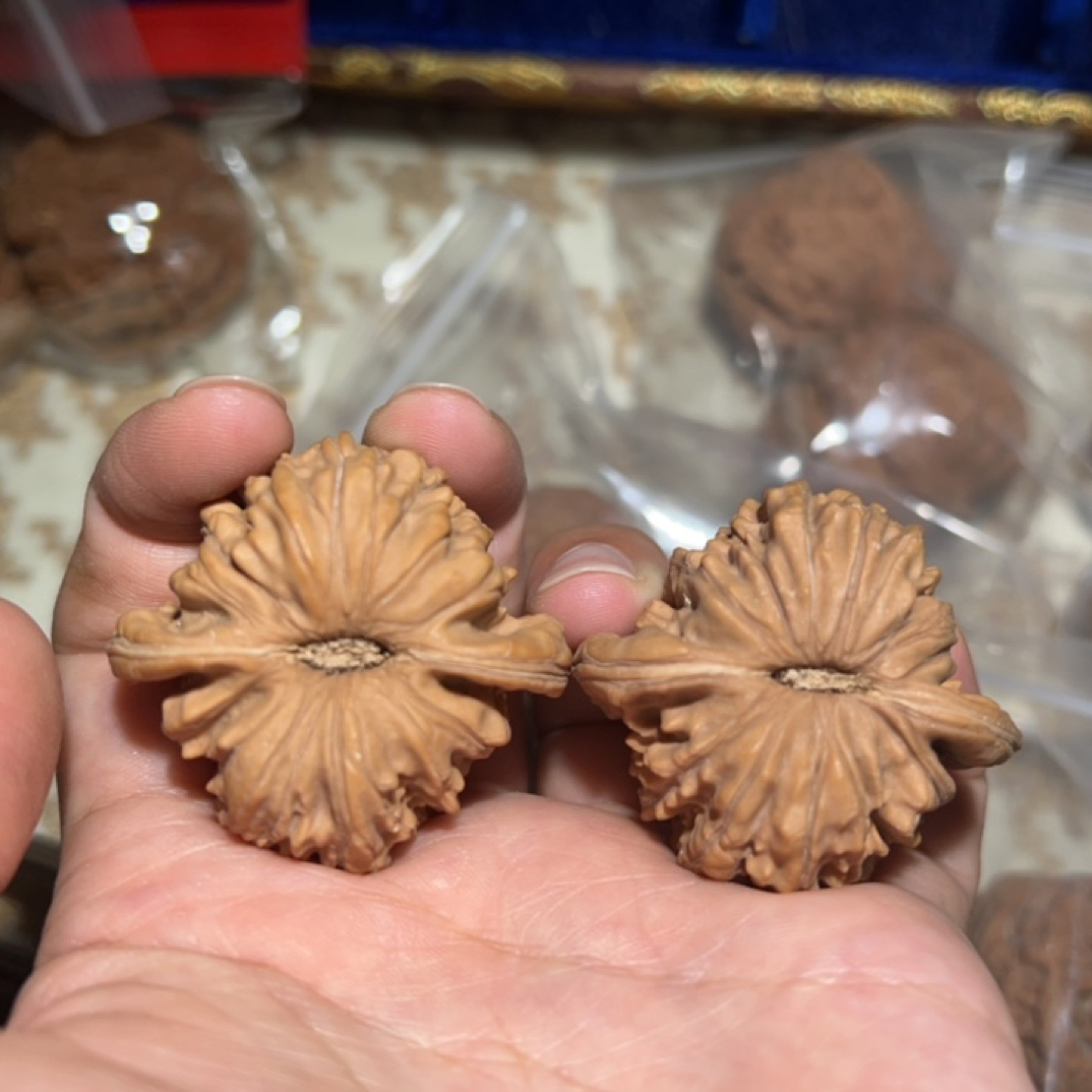 全品无修四座楼，菊花底