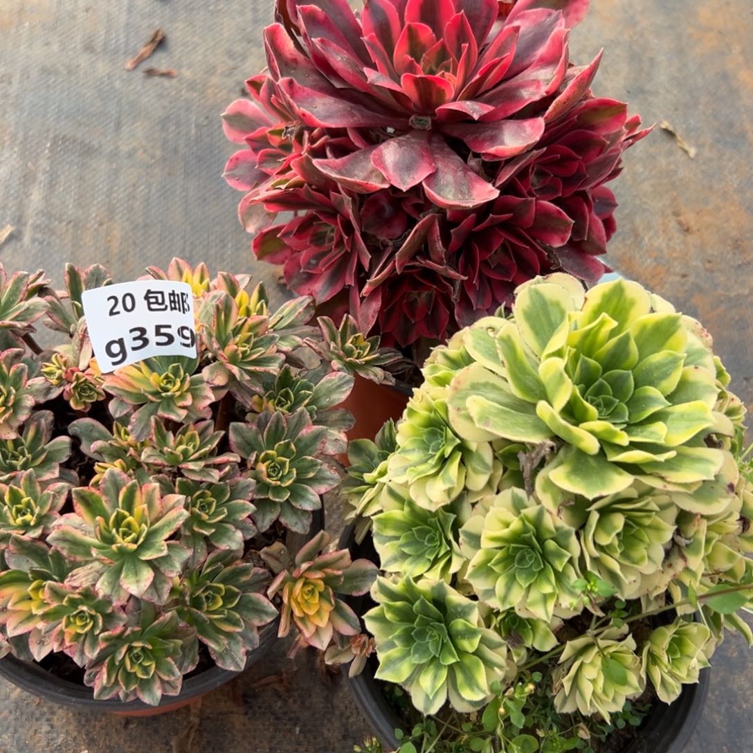 3颗组合，满20包邮嘟叮熊