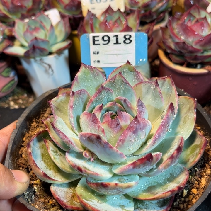 惊鸿一瞥多肉植物918