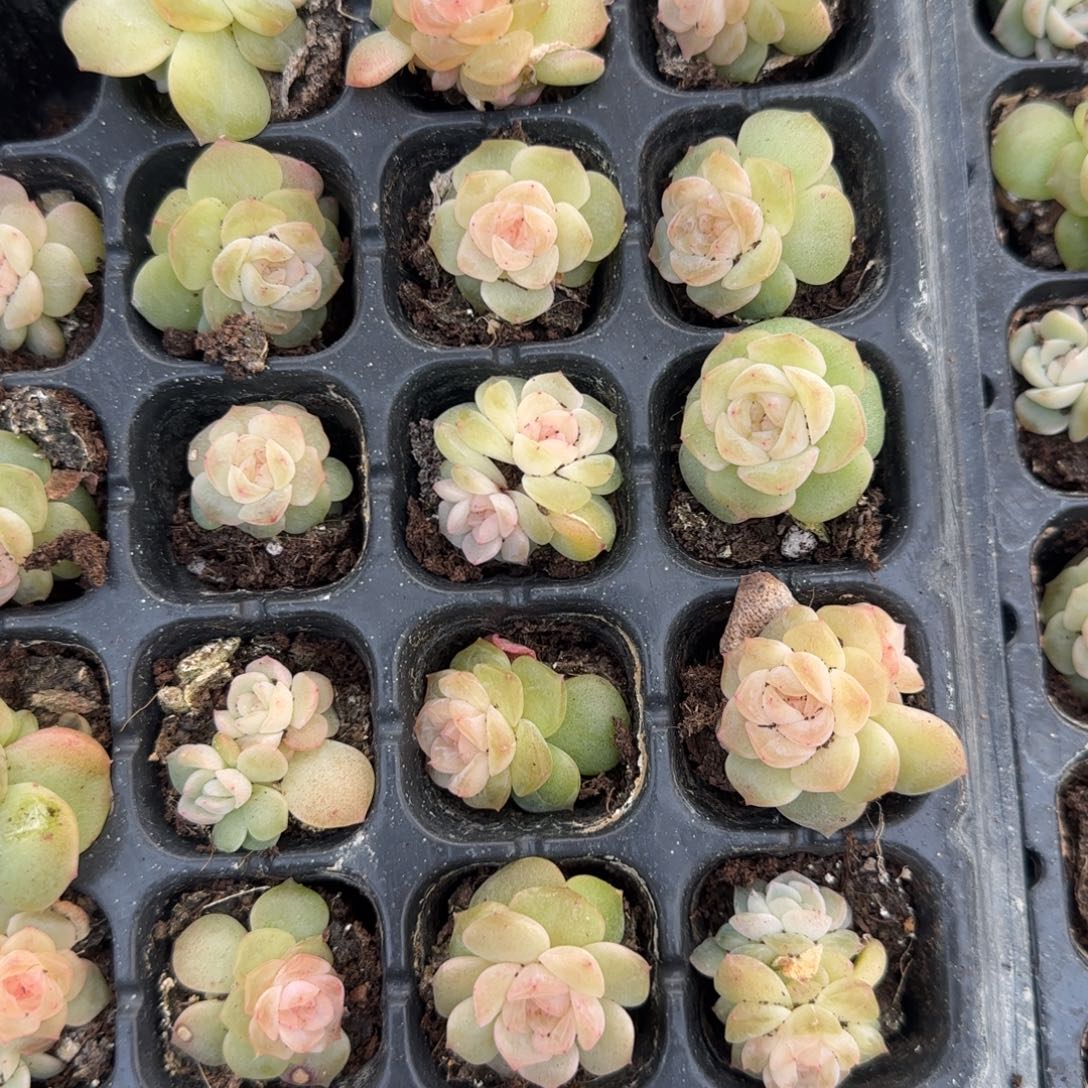 粉谪仙穴1个满25包邮