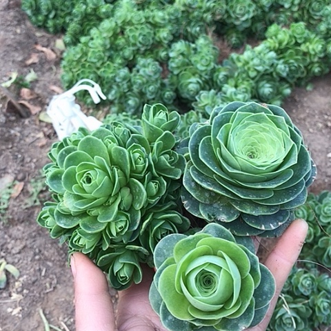 ？****？玫瑰组合三棵多肉植物8