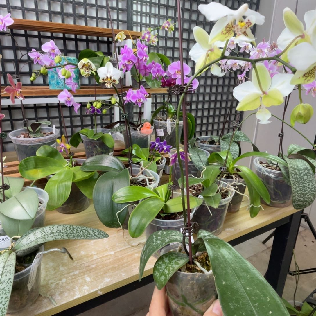 胖***金完全开放白史-1213