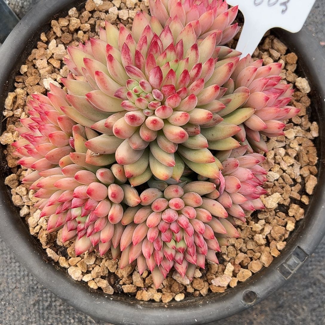 603二代虞美人。多肉。