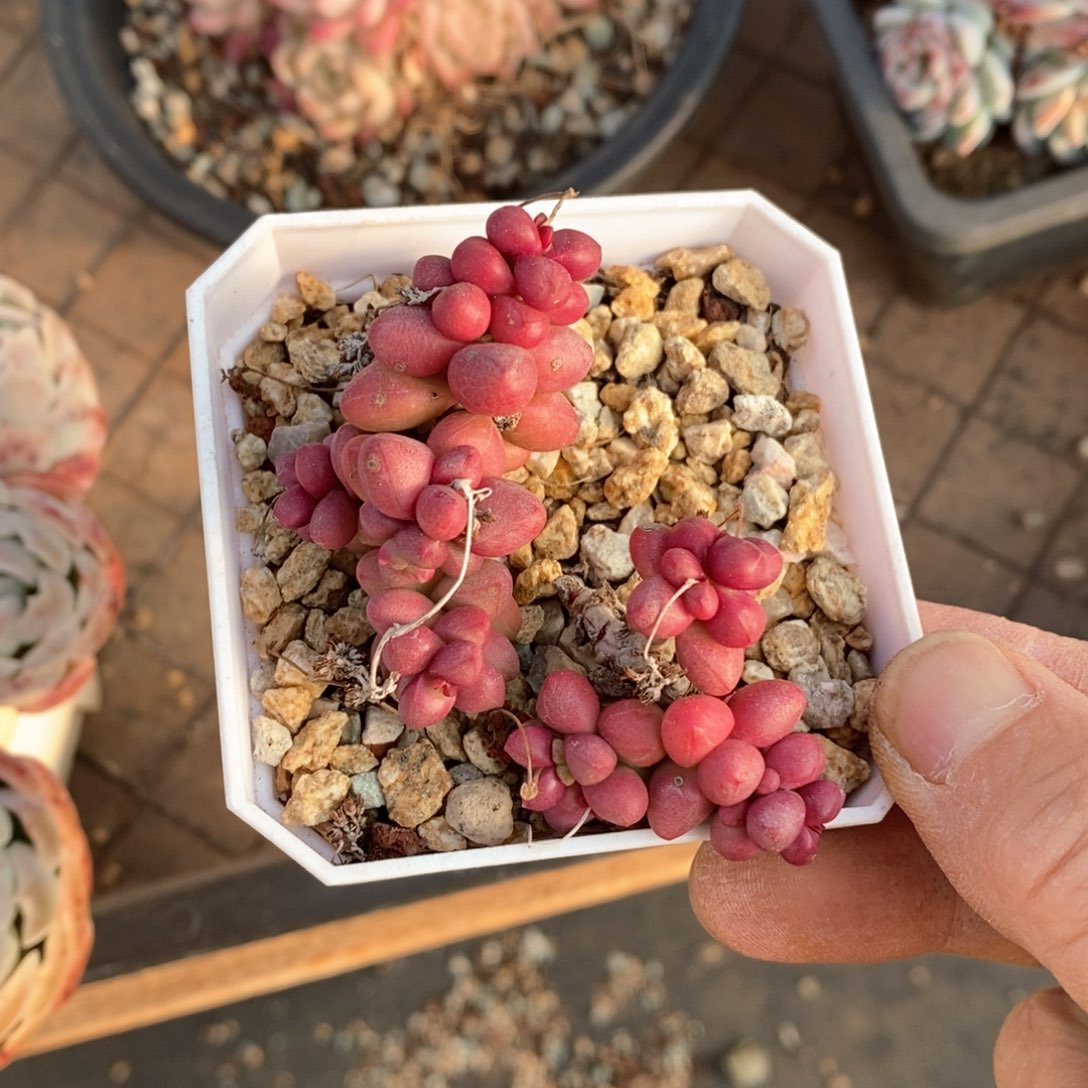 精品多肉一物一拍不包整168