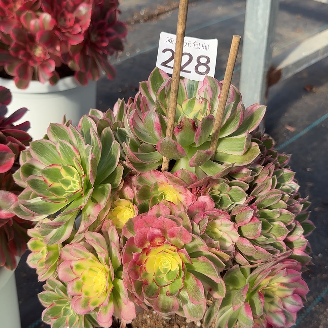 海鲜000000000000228