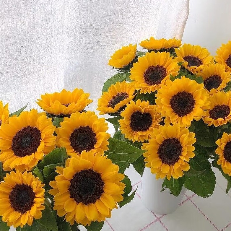 云南昆明斗南基地直发向日葵鲜花家用水养插花送人佳品