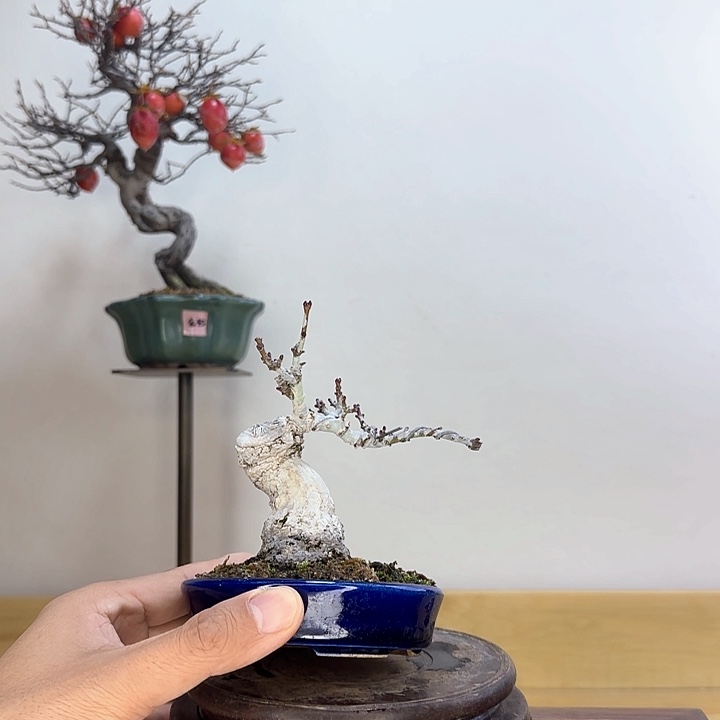 木本狮子头枫树盆栽