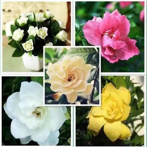 【栀子花种子】花香浓郁栀子花种子绿植盆栽花卉室内植物四季开花