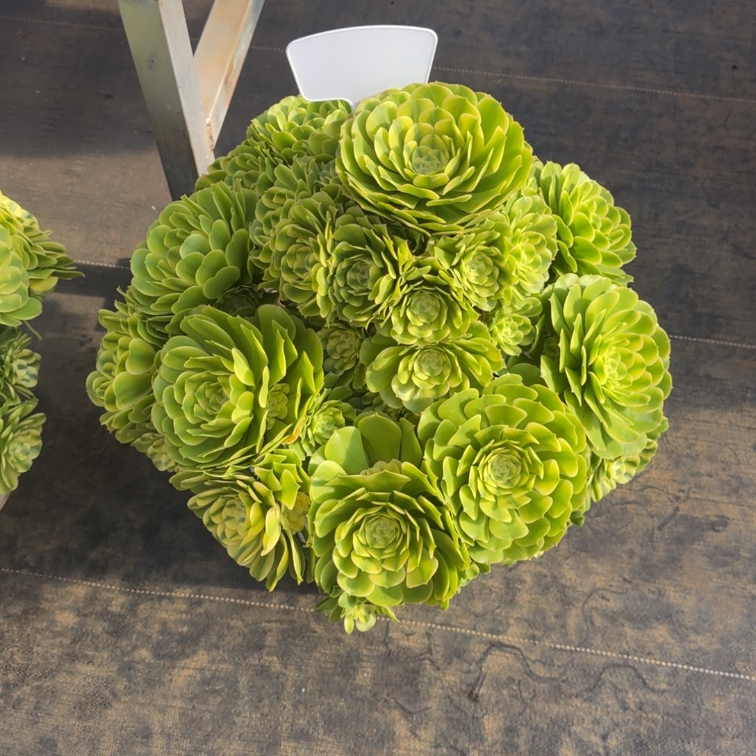 沉***达无花朵xnxndndndndddndnn