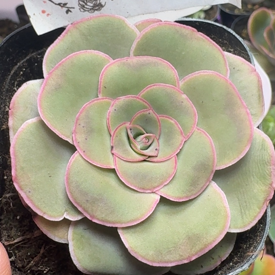 楹楹-375-冠幅  4.4cm