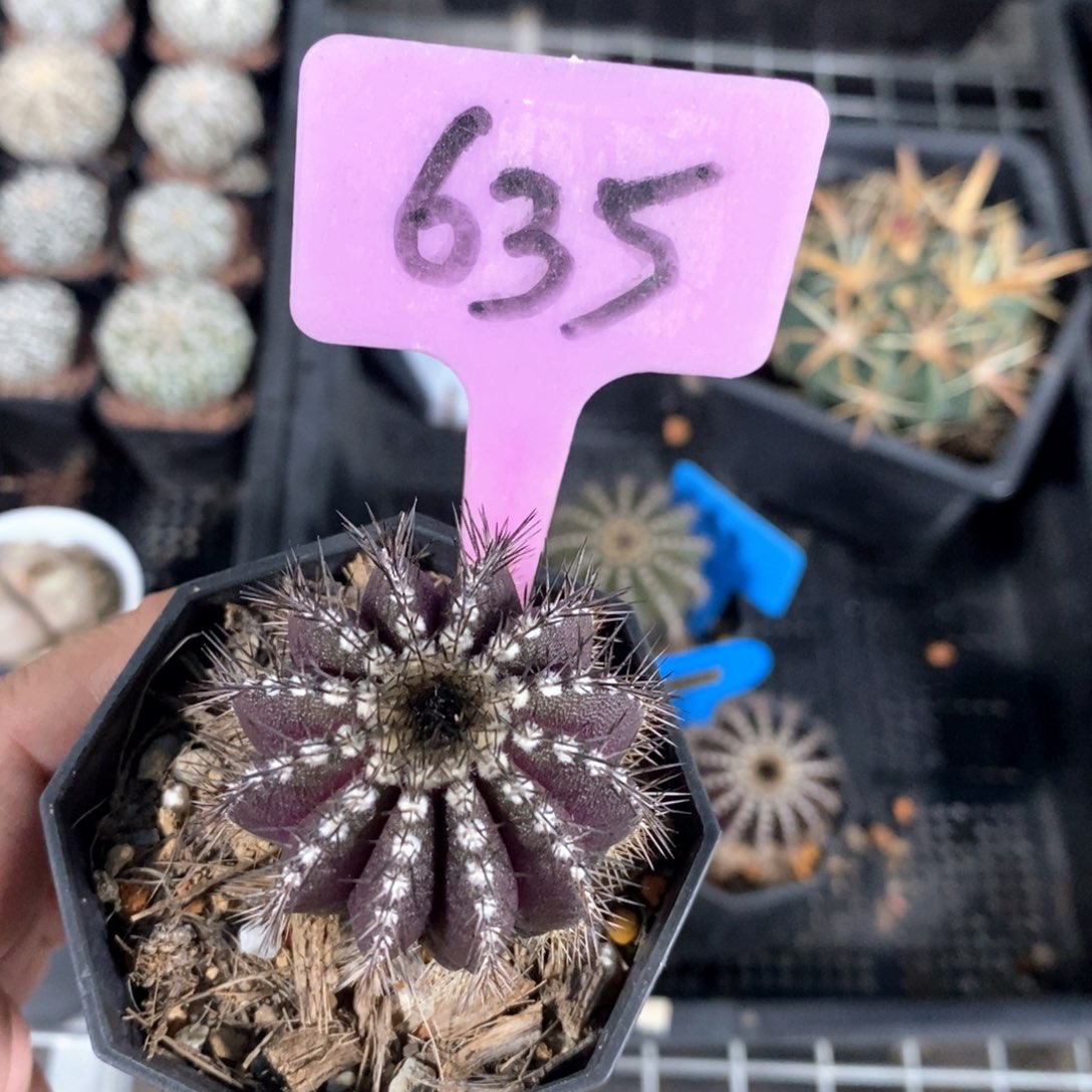 尤伯球多肉植物一个