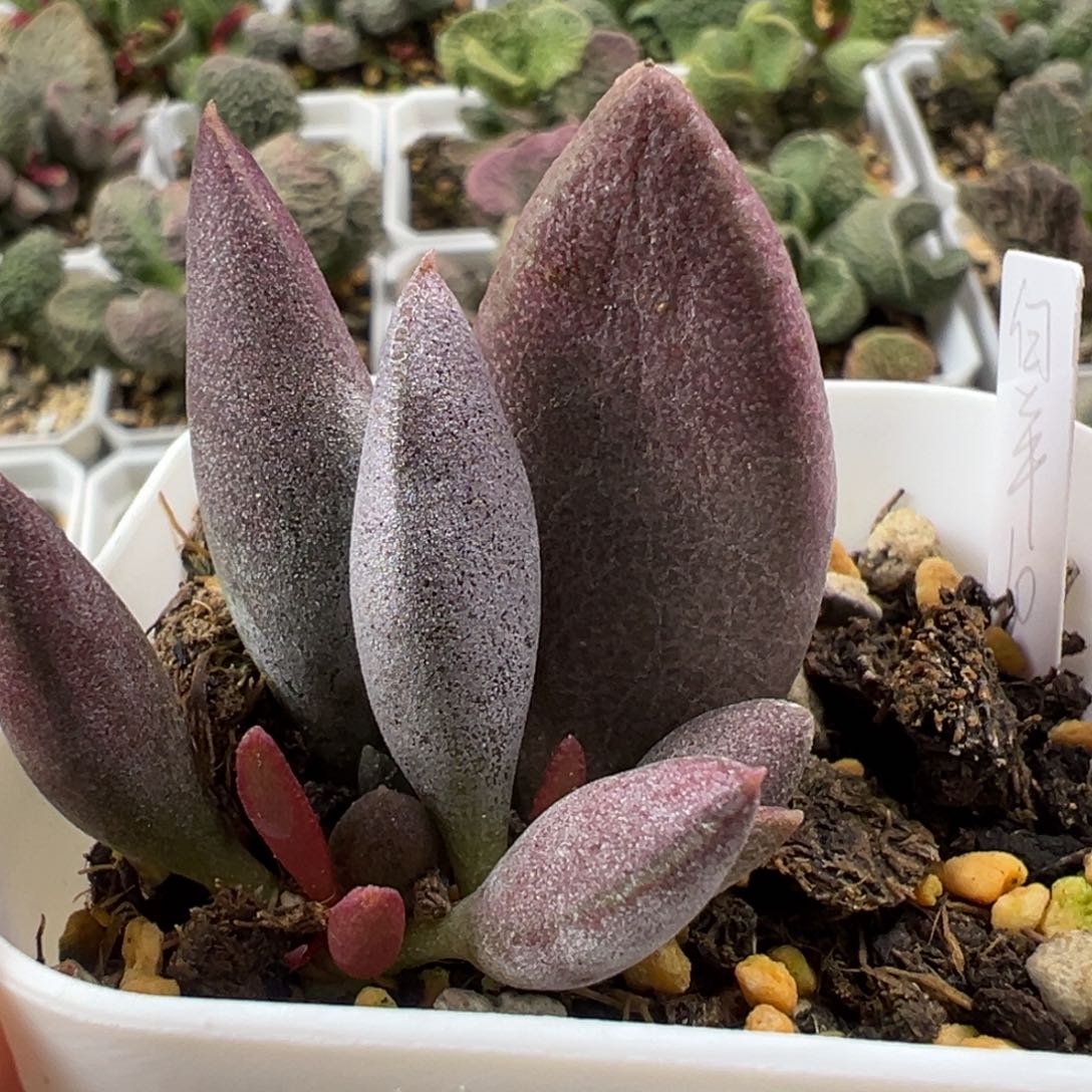 白羊座大苗多肉植物水泡