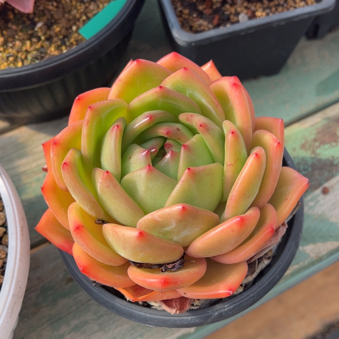 彩虹龙美肉多肉植物