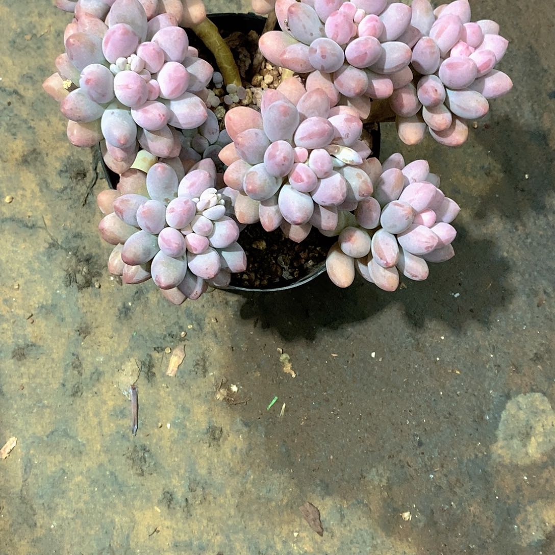 云***飘粉色恋人多肉植物老桩